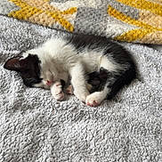Oreo joined the competition — help win amazing prizes! kitten, cat, sleeping, black_and_white, bed, blanket, cozy, indoor, pet, fur, cute, small, resting, paw, animal, soft, texture, knitted, home, relax