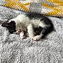 kitten, cat, sleeping, black_and_white, bed, blanket, cozy, indoor, pet, fur, cute, small, resting, paw, animal, soft, texture, knitted, home, relax