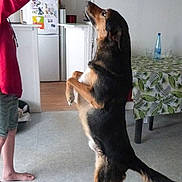 Olympe a rejoint le concours — aidez-le/la à gagner de superbes lots ! animal, ball, barefoot, cabinet, clothing, curiosity, dog, floor, hand, indoor, interaction, kitchen, person, pet, playing, refrigerator, room, standing, table, tablecloth