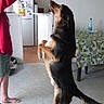 animal, ball, barefoot, cabinet, clothing, curiosity, dog, floor, hand, indoor, interaction, kitchen, person, pet, playing, refrigerator, room, standing, table, tablecloth