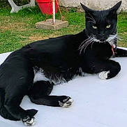 Arthas participe au concours pour gagner de l'argent avec cette photo : cat, black_cat, white_paws, white_chest, outdoor, grass, table, pet, animal, relaxed, lying_down, intense_look, whiskers, collar, feline, nature, garden, domestic_cat, fur, paw