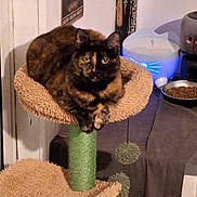 Jaïna participe au concours pour gagner de l'argent avec cette photo : cat, tortoiseshell_cat, cat_tree, pet, indoor, furniture, food_bowl, water_fountain, cozy, home, perch, relaxed, animal, pet_accessory, carpeted, hanging_toys, wall_art, door, lighting, domestic