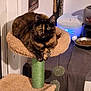 cat, tortoiseshell_cat, cat_tree, pet, indoor, furniture, food_bowl, water_fountain, cozy, home, perch, relaxed, animal, pet_accessory, carpeted, hanging_toys, wall_art, door, lighting, domestic