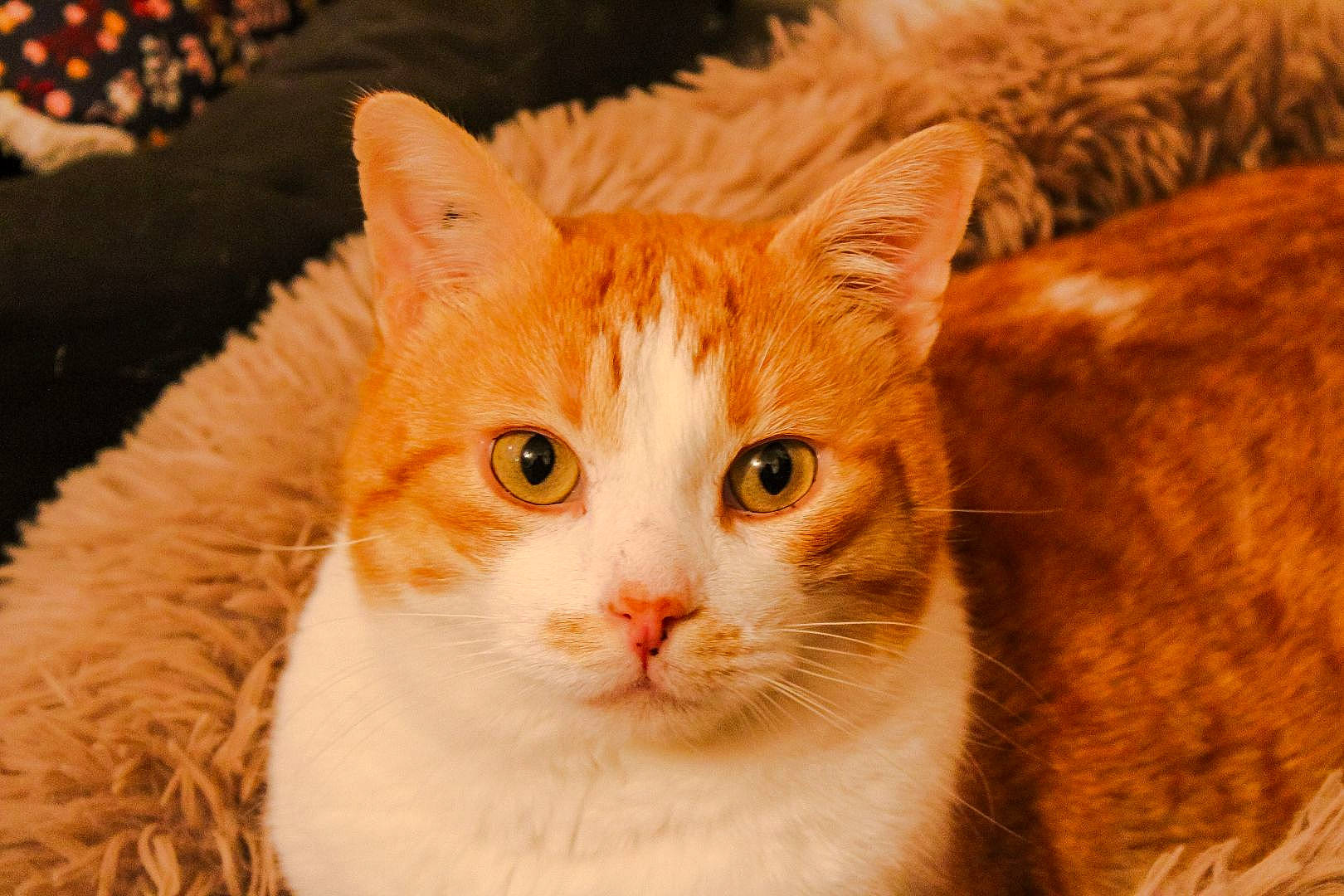 Shelby a rejoint le concours — aidez-le/la à gagner de superbes lots ! art, carnivore, cat, domestic_short_haired_cat, fawn, felidae, fur, paw, peach, plant, small_to_medium_sized_cats, snout, tail, terrestrial_animal, tree, whiskers, wildlife, window, wood