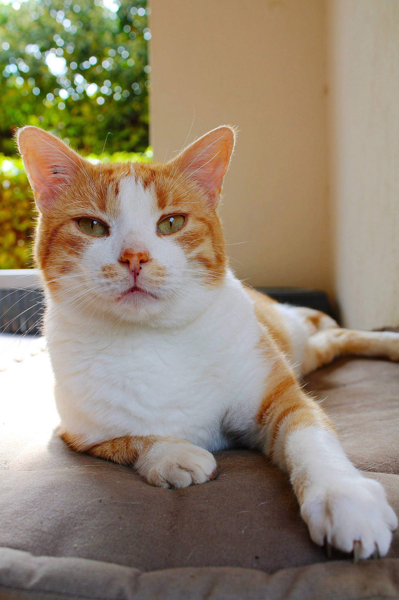Shelby participe au concours pour gagner de l'argent avec cette photo : art, carnivore, cat, comfort, domestic_short_haired_cat, fawn, felidae, foot, fur, paw, sitting, small_to_medium_sized_cats, snout, tail, terrestrial_animal, tree, whiskers, window, wood