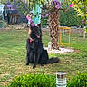 dog, black_dog, garden, grass, flowers, purple_flowers, palm_tree, greenery, sunlight, outdoor, nature, pet, sitting, collar, fence, wheelbarrow, garden_tools, bush, garden_light, relaxation