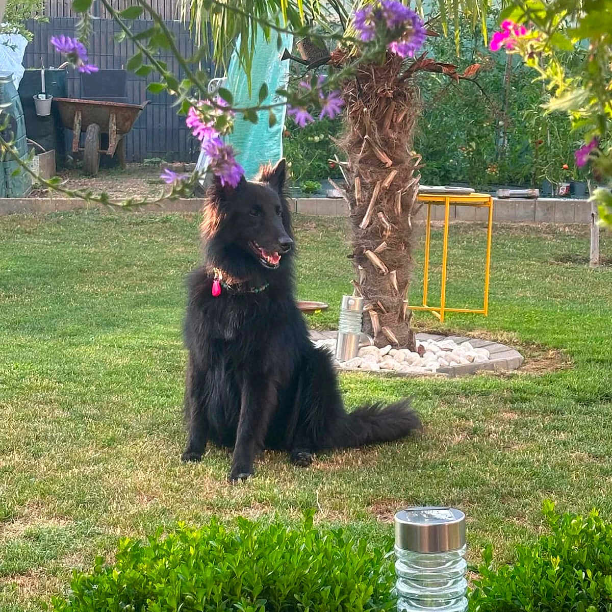 Tosca participe au concours pour gagner de l'argent avec cette photo : dog, black_dog, garden, grass, flowers, purple_flowers, palm_tree, greenery, sunlight, outdoor, nature, pet, sitting, collar, fence, wheelbarrow, garden_tools, bush, garden_light, relaxation