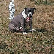 Nicky a rejoint le concours — aidez-le/la à gagner de superbes lots ! dog, grass, outdoor, statue, animal, pet, field, nature, sitting, daylight, tongue_out, white, gray, garden, sculpture, playful, cute, funny, summer, relaxed