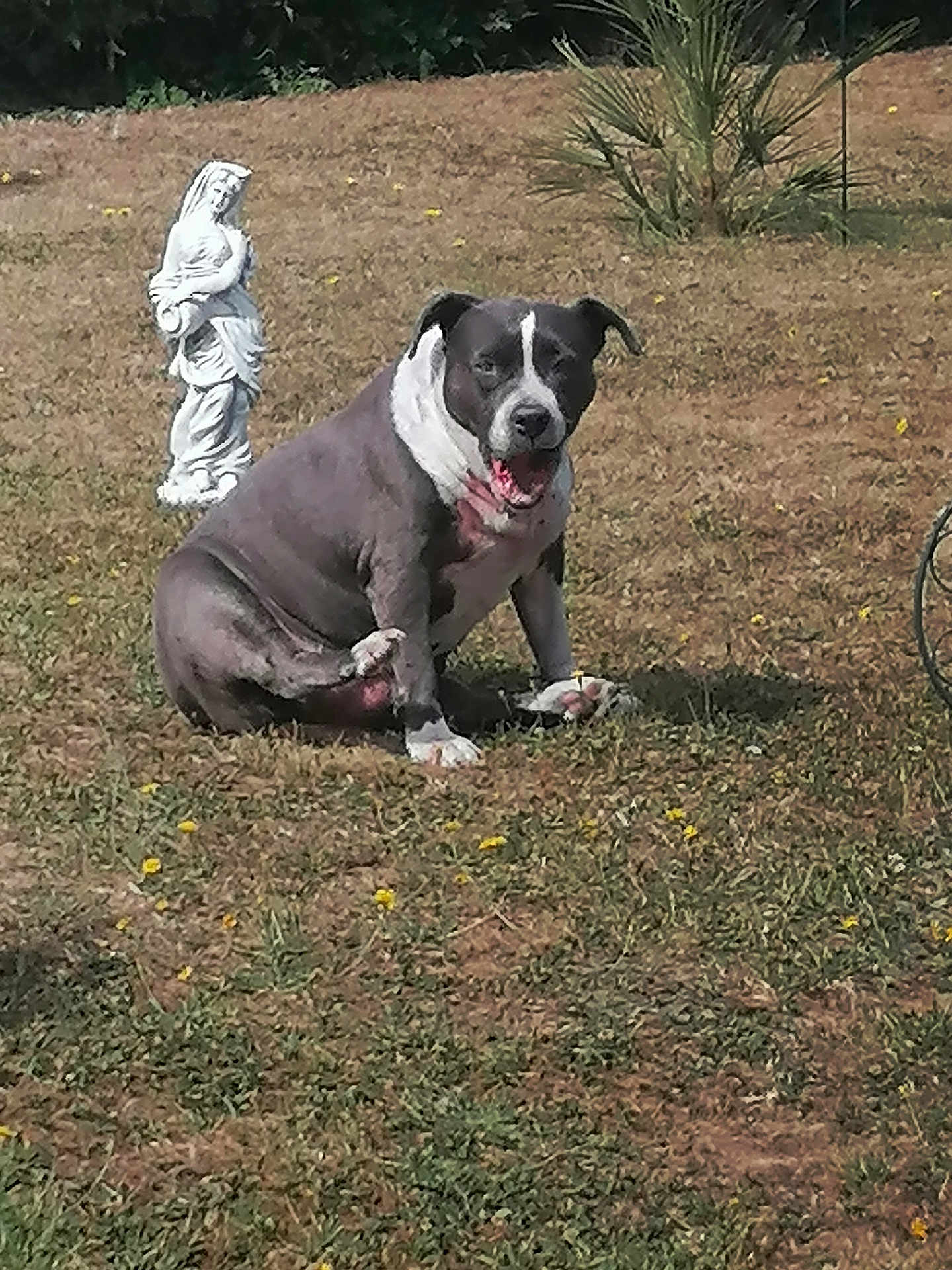 Nicky a rejoint le concours — aidez-le/la à gagner de superbes lots ! dog, grass, outdoor, statue, animal, pet, field, nature, sitting, daylight, tongue_out, white, gray, garden, sculpture, playful, cute, funny, summer, relaxed