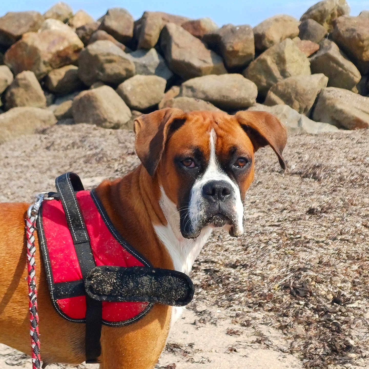 Valka a rejoint le concours — aidez-le/la à gagner de superbes lots ! dog, brown_dog, white_markings, red_harness, beach, rocks, sand, outdoor, pet, animal, canine, leash, sunny, daylight, nature, alert, portrait, closeup, serious_expression, background