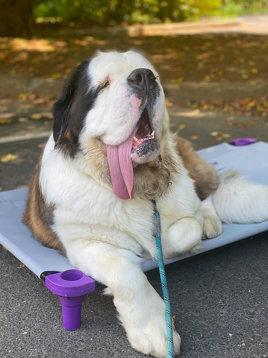 Walter is registered to the contest to win money with this photo: accessories, animal, bodypart, bulldog, canine, dog, grass, hound, husky, leash, mouth, person, pet, pitbull, plant, puppy, saintbernard, sleeping, strap, tongue