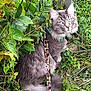 cat, gray_cat, green_eyes, harness, leash, outdoor, garden, greenery, foliage, grass, pets, nature, animal, fluffy, sitting, curious, wildlife, leaves, fence, explorer
