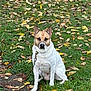 dog, animal, pet, leaves, grass, outdoor, autumn, fall, nature, canine, sitting, brown, white, ears, path, leash, fur, quiet, calm, park