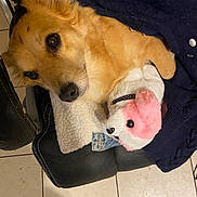 Tina a rejoint le concours — aidez-le/la à gagner de superbes lots ! animal, black_leather, blanket, brown_fur, comfort, cozy, dog, floor_tiles, fur, home, indoor, leather_chair, pet, pink, relaxed, resting, soft_toy, stuffed_toy, toy, white