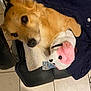 animal, black_leather, blanket, brown_fur, comfort, cozy, dog, floor_tiles, fur, home, indoor, leather_chair, pet, pink, relaxed, resting, soft_toy, stuffed_toy, toy, white