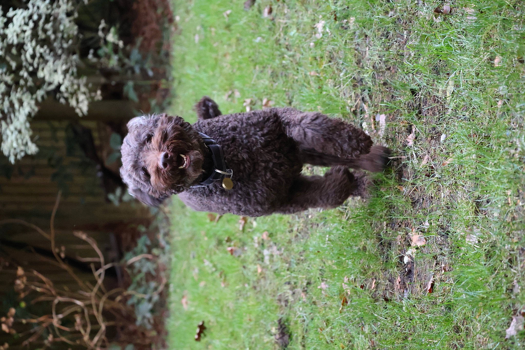 Simba is registered to the contest to win money with this photo: carnivore, companion_dog, dog, dog_breed, fur, grass, murray_river_curly_coated_retriever, plant, snout, soil, spaniel, sporting_group, tail, terrestrial_animal, terrier, tree, trunk, water_dog, wood, working_animal