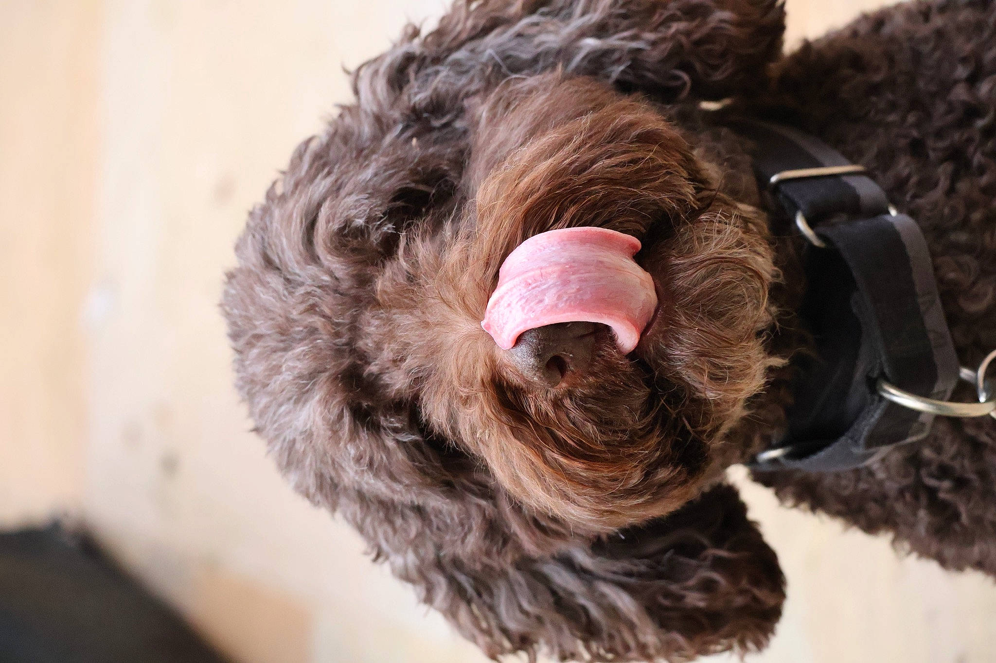 Simba is registered to the contest to win money with this photo: canidae, carnivore, claw, comfort, companion_dog, dog, dog_breed, dog_collar, fur, gesture, labradoodle, liver, snout, sporting_group, tail, terrestrial_animal, water_dog, wool, working_animal, wrinkle