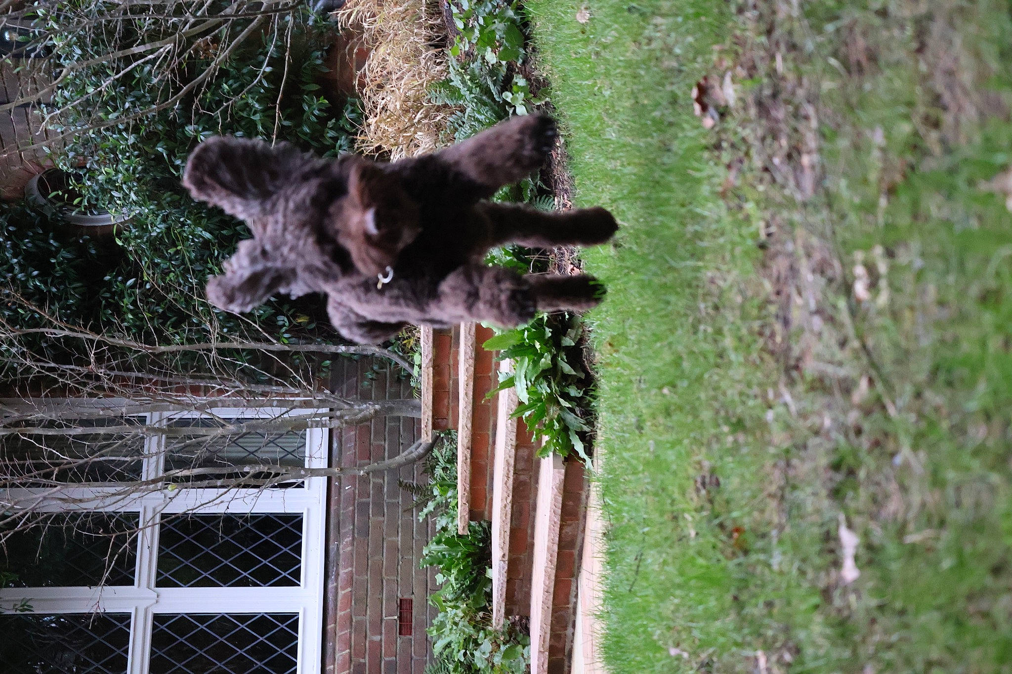 Simba is registered to the contest to win money with this photo: canidae, carnivore, dog, dog_breed, domestic_short_haired_cat, felidae, fur, grass, nature_reserve, plant, small_to_medium_sized_cats, sporting_group, tail, terrestrial_animal, tree, trunk, wildlife, window, wood, working_animal