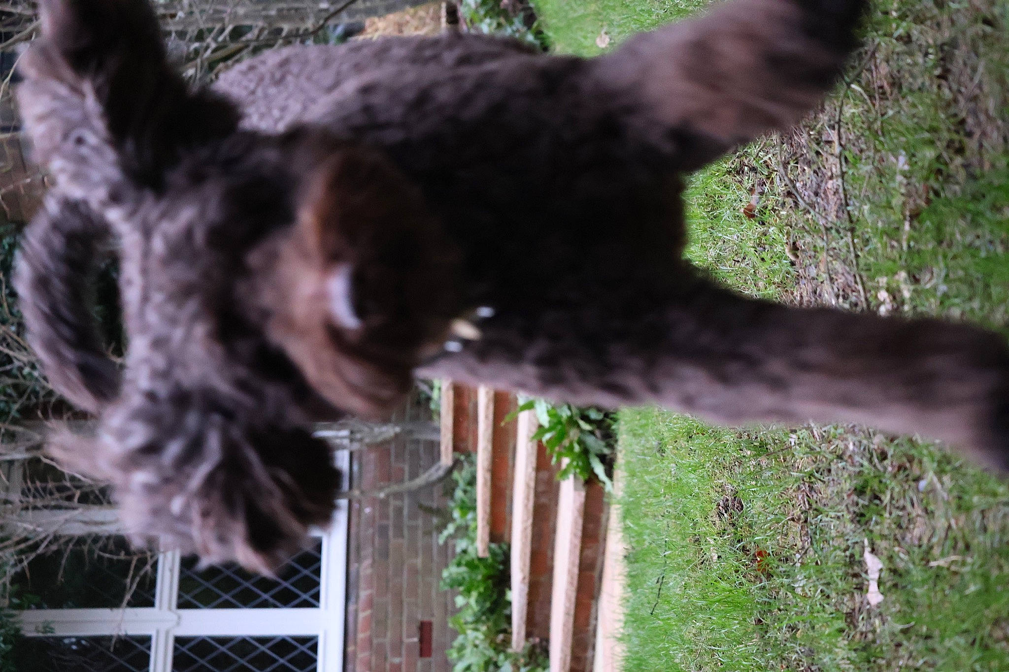 Simba is registered to the contest to win money with this photo: canidae, carnivore, dog_breed, domestic_short_haired_cat, fawn, felidae, fur, gesture, grass, plant, small_to_medium_sized_cats, sporting_group, tail, terrestrial_animal, tree, trunk, whiskers, wildlife, window, wood