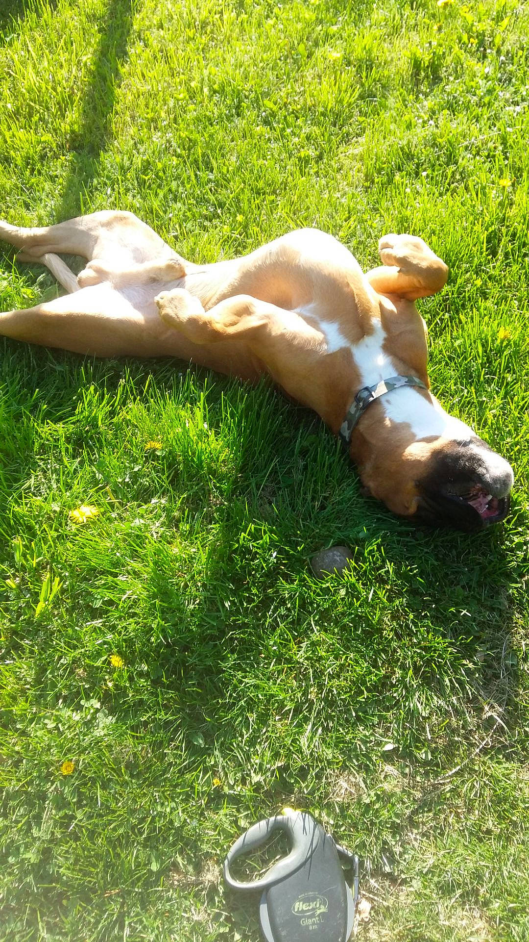 Jupiter participe au concours pour gagner de l'argent avec cette photo : abdomen, barechested, barefoot, calf, chest, dog_breed, elbow, fawn, foot, grass, grass_family, grassland, human_leg, knee, leisure, meadow, people_in_nature, plant, thigh, trunk
