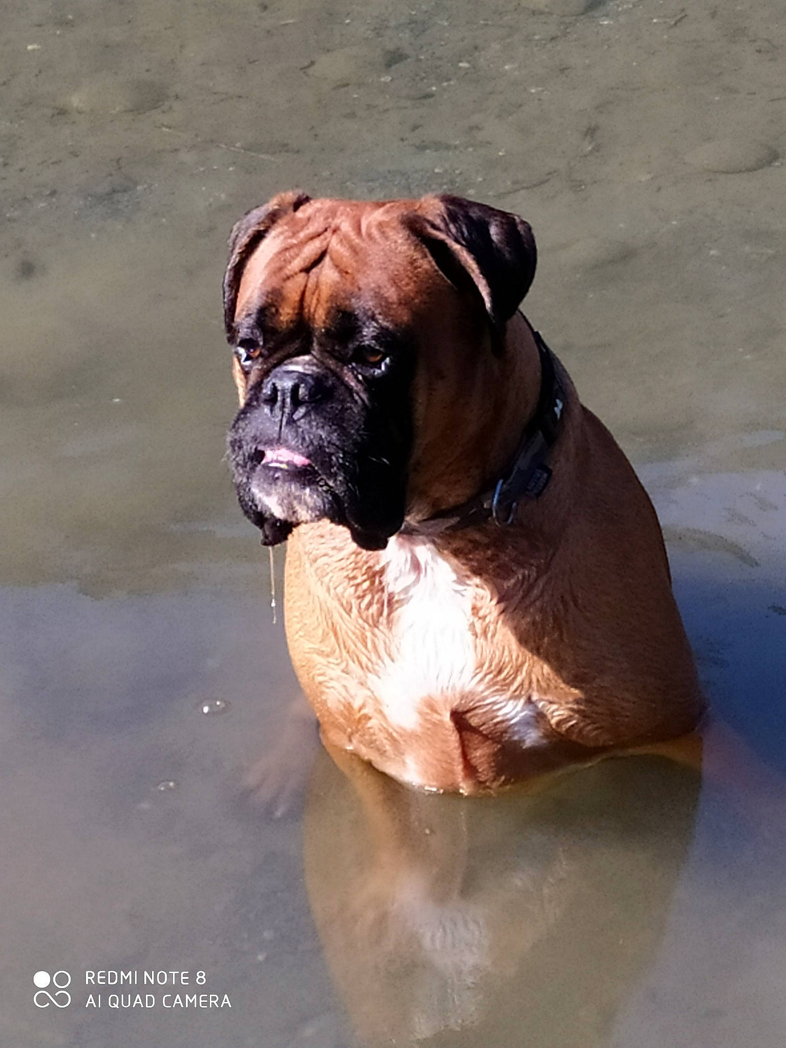 Jupiter a rejoint le concours — aidez-le/la à gagner de superbes lots ! ancient_dog_breeds, boxer, bulldog, canidae, carnivore, companion_dog, dog, dog_breed, dog_collar, fawn, liver, non_sporting_group, snout, sporting_group, tail, terrestrial_animal, water, working_animal, working_dog, wrinkle