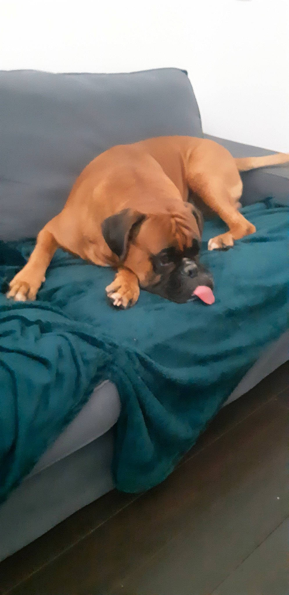 Jupiter participe au concours pour gagner de l'argent avec cette photo : abdomen, canidae, carnivore, comfort, companion_dog, dog, dog_breed, dog_supply, elbow, fawn, human_leg, knee, linens, nail, nap, sitting, sporting_group, toy_dog, working_animal, wrist