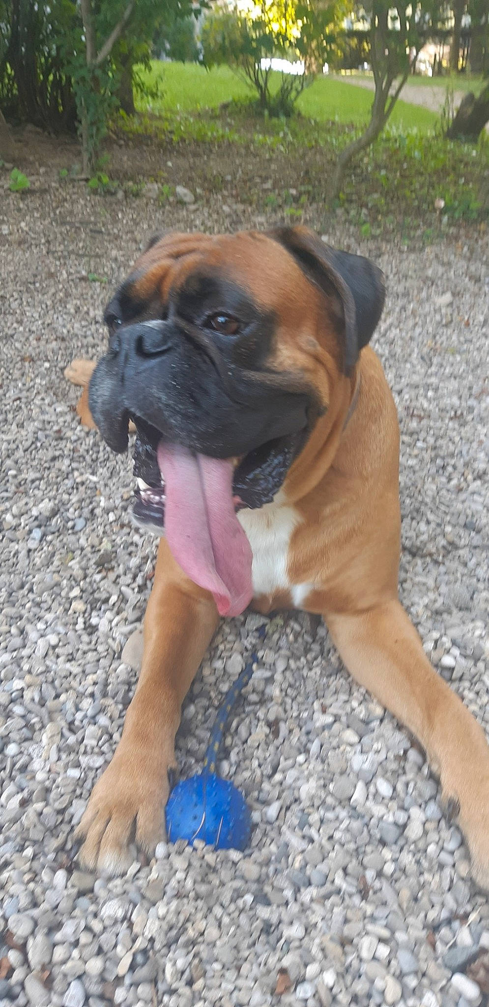 Jupiter a rejoint le concours — aidez-le/la à gagner de superbes lots ! ancient_dog_breeds, biting, boxer, canidae, carnivore, companion_dog, dog, dog_breed, dog_supply, fawn, grass, molosser, non_sporting_group, old_english_bulldog, paw, snout, sporting_group, working_animal, working_dog, wrinkle