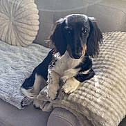 Ary participe au concours pour gagner de l'argent avec cette photo : dog, dachshund, pet, couch, blanket, pillow, sunlight, window, cozy, indoor, fur, paws, looking_at_camera, portrait, home, black_and_tan, long_ears, sitting, cushion, soft_texture