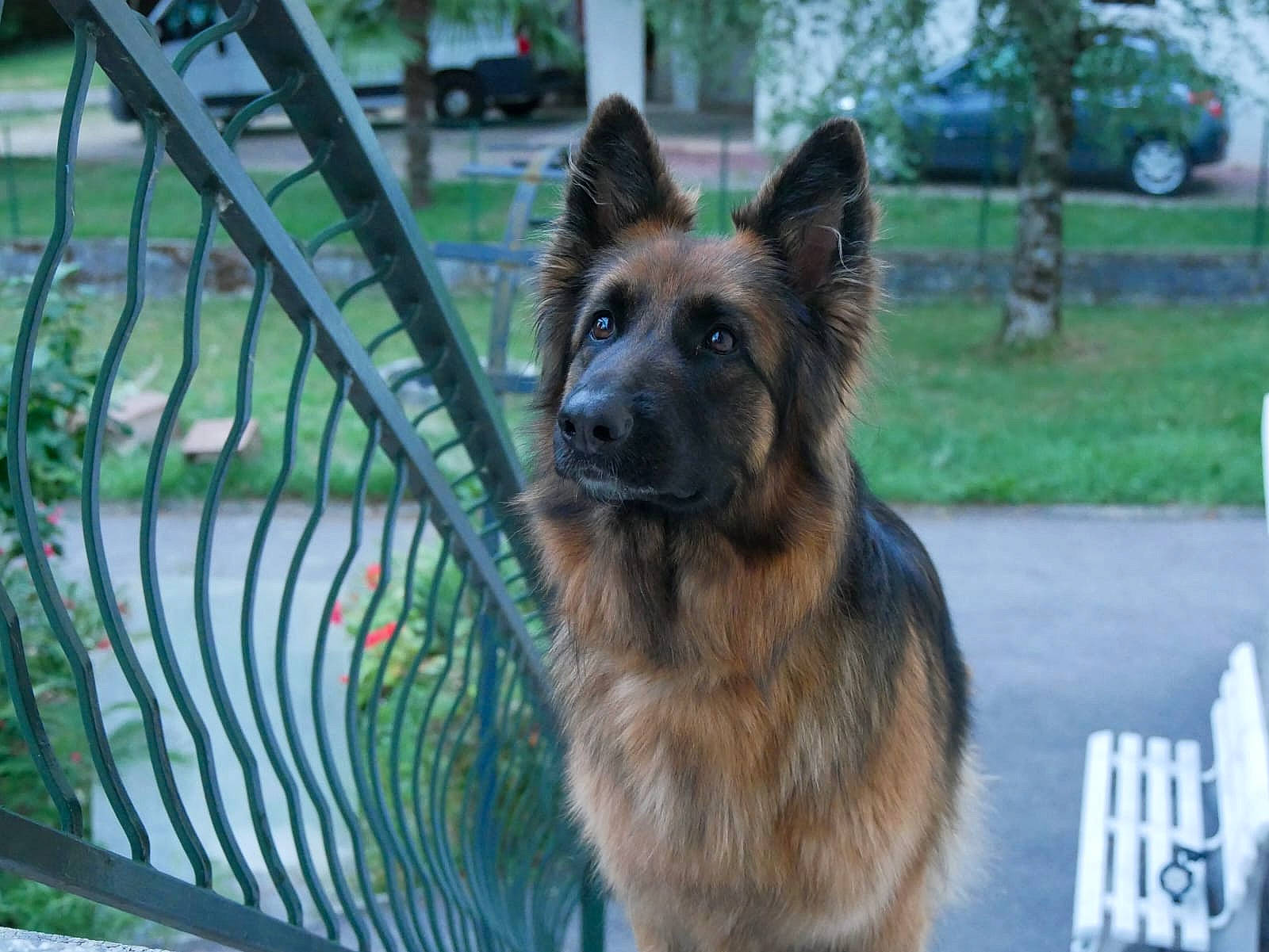 Romy a rejoint le concours — aidez-le/la à gagner de superbes lots ! canidae, carnivore, companion_dog, dog, dog_breed, dog_supply, east_european_shepherd, fawn, fur, german_shepherd_dog, grass, herding_dog, king_shepherd, old_german_shepherd_dog, pet_supply, plant, snout, sporting_group, tervuren, working_dog