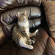 Gracie joined the competition — help win amazing prizes! brown_couch, cat, curious, cushion, domestic_animal, ear, feline, fur, household, indoor, leather_couch, lounge, paw, pet, relaxed, seated, tabby, tail, whiskers, yellow_eyes