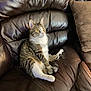 brown_couch, cat, curious, cushion, domestic_animal, ear, feline, fur, household, indoor, leather_couch, lounge, paw, pet, relaxed, seated, tabby, tail, whiskers, yellow_eyes