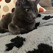 Freya is registered to the contest to win money with this photo: animal, blanket, cat, closeup, couch, cozy, ears, eyes, feline, fur, gray_cat, home, indoor, pet, pillow, polka_dot, relaxed, resting, texture, whiskers