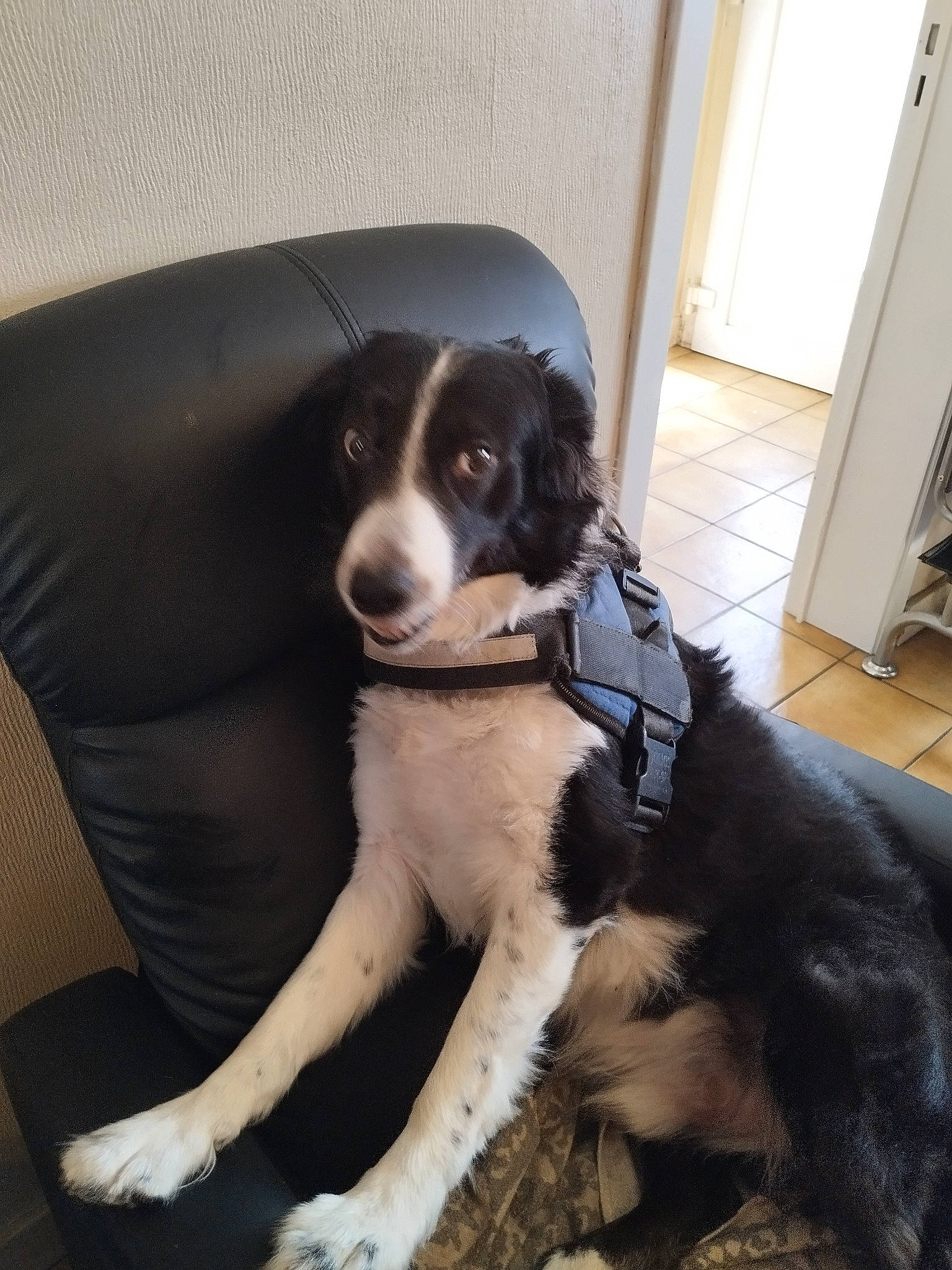 Jules a rejoint le concours — aidez-le/la à gagner de superbes lots ! borador, border_collie, canidae, carnivore, comfort, companion_dog, dog, dog_breed, door, fur, herding_dog, sitting, snout, sporting_group, tail, vehicle_door, whiskers, window, working_animal, working_dog