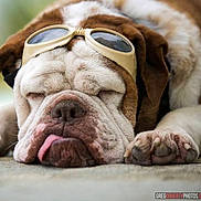 Bob joined the competition — help win amazing prizes! animal, brown, bulldog, close_up, cute, dog, fur, goggles, indoors, laying_down, napping, paw, pet, portrait, resting, sleeping, soft_focus, tongue_out, white, wrinkles