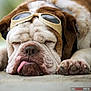 animal, brown, bulldog, close_up, cute, dog, fur, goggles, indoors, laying_down, napping, paw, pet, portrait, resting, sleeping, soft_focus, tongue_out, white, wrinkles