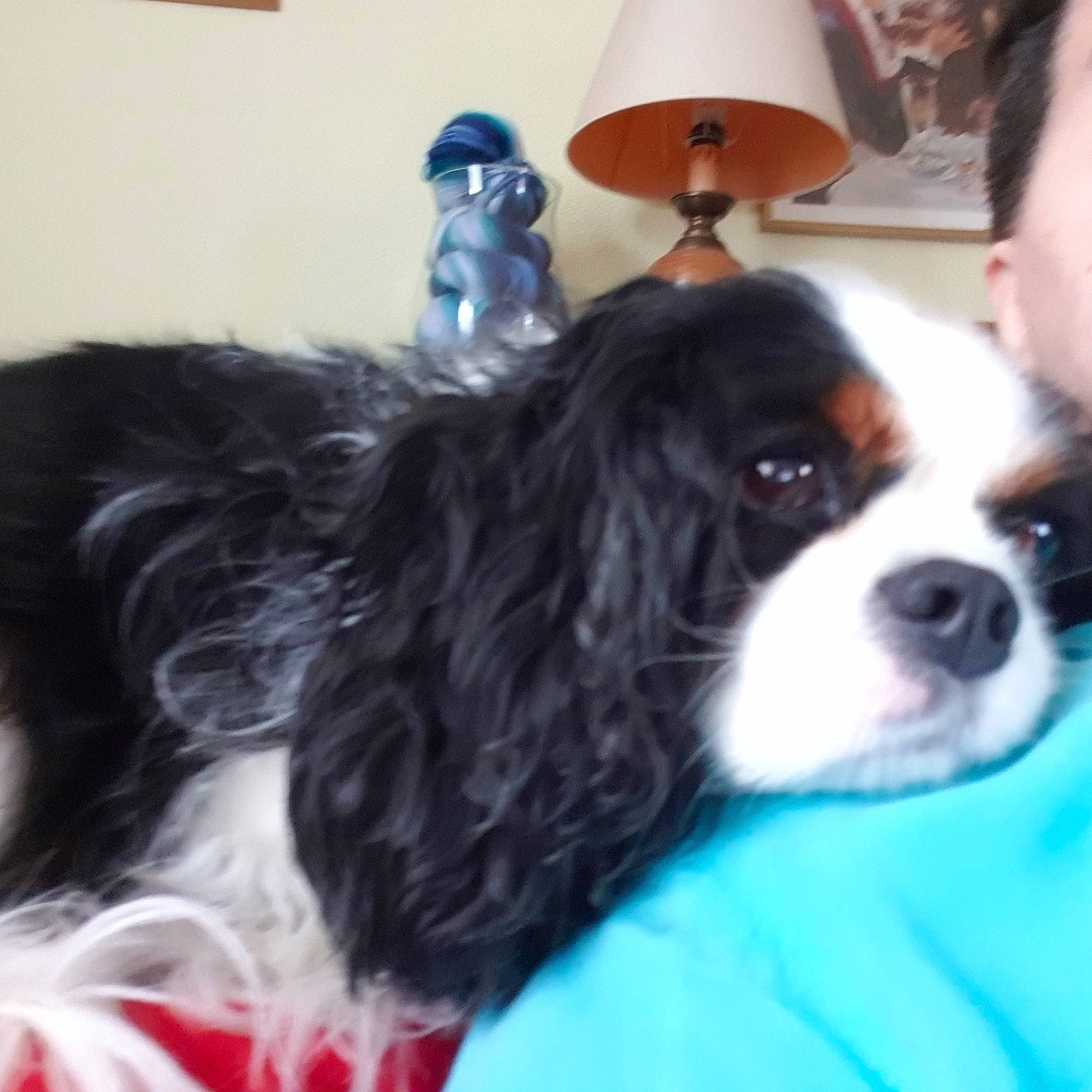 Patchouli participe au concours pour gagner de l'argent avec cette photo : canidae, carnivore, cavalier_king_charles_spaniel, chair, companion_dog, dog, dog_breed, door, fur, king_charles_spaniel, lamp, lampshade, liver, snout, spaniel, sporting_group, terrestrial_animal, toy_dog, whiskers, working_animal