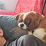dog, sleeping, pet, brown_and_white, couch, red_couch, person, shoulder, indoor, cozy, resting, fur, animal, close_up, relaxation, companion, domestic, home, calm, cute