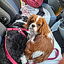 Tess participe au concours pour gagner de l'argent avec cette photo : dog, car, seat, leash, brown_and_white_dog, black_and_white_dog, pet, animal, cozy, vehicle_interior, blanket, human_arm, mask, car_door, seatbelt, closeup, cuddling, fur, companion, travel