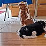 dog, indoor, wooden_floor, tile_floor, chair, blue_cloth, brown_dog, black_and_white_dog, relaxed, sniffing, pet, canine, domestic, floor, kitchen, cabinet, furniture, resting, animal, companion