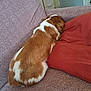 dog, brown_and_white, couch, pillow, resting, indoor, pet, fur, sleeping, cozy, living_room, furniture, canine, relaxation, domestic, companion, home, cute, animal, rest