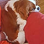 dog, cavalier_king_charles_spaniel, pet, brown_and_white, cushion, indoor, wooden_floor, furniture, resting, cozy, sleepy, animal, companion, domestic, cute, fur, relaxing, side_view, close_up, home