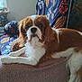 dog, cavalier_king_charles_spaniel, brown_and_white, pet, indoor, couch, furniture, floral_pattern, relaxed, lying_down, looking_at_camera, cozy, domestic, companion, animal, fur, ears, snout, whiskers, home