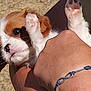 Tess a rejoint le concours — aidez-le/la à gagner de superbes lots ! puppy, dog, pet, animal, paw, fur, hand, holding, cute, small, brown, white, outdoor, sunlight, closeup, young, expression, texture, skin, bracelet