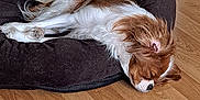 Tess a rejoint le concours — aidez-le/la à gagner de superbes lots ! dog, sleeping, pet_bed, brown_and_white, long_hair, indoor, wooden_floor, resting, cozy, calm, fur, animal, companion, relaxation, home, cute, quiet, domestic, paw, ear