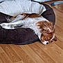 dog, sleeping, pet_bed, brown_and_white, long_hair, indoor, wooden_floor, resting, cozy, calm, fur, animal, companion, relaxation, home, cute, quiet, domestic, paw, ear