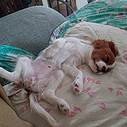 Tess a rejoint le concours — aidez-le/la à gagner de superbes lots ! dog, puppy, sleeping, bed, pillow, floral, resting, cozy, cute, white, brown, pet, animal, indoor, relaxation, fur, canine, comfort, blanket, peaceful