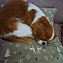 dog, sleeping, brown, white, curled_up, pillow, snowflake_pattern, reindeer_pattern, cozy, resting, indoor, cushion, pet, fur, canine, relaxed, holiday, decor, soft, comfort