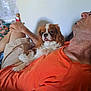 dog, man, indoor, relaxing, orange_shirt, pet, companion, casual, shorts, resting, cavalier_king_charles_spaniel, human, closeup, comfort, bond, fur, portrait, seated, home, leisure