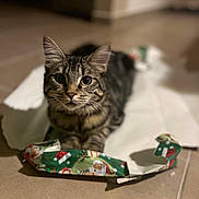 Ellie a rejoint le concours — aidez-le/la à gagner de superbes lots ! animal, cat, christmas_theme, close_up, curious, cute, domestic_cat, floor, fur, holiday, indoor, mammal, pet, playful, resting, striped, tabby, tiled_floor, wide_eyes, wrapping_paper