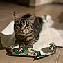 animal, cat, christmas_theme, close_up, curious, cute, domestic_cat, floor, fur, holiday, indoor, mammal, pet, playful, resting, striped, tabby, tiled_floor, wide_eyes, wrapping_paper